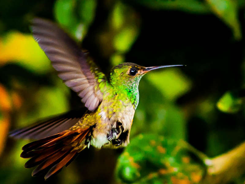 Costa Rica